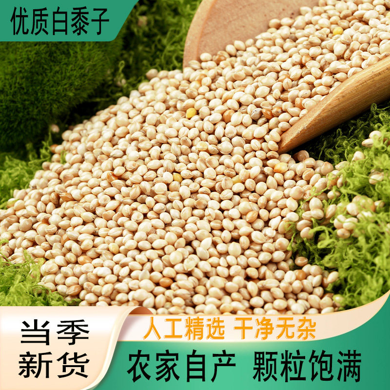白黍子当季新货大颗粒自产鹦鹉鸟鸽粮谷子农家自产饲料饱满无杂