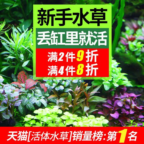 鱼缸水草植物造景套餐矮珍珠沉木