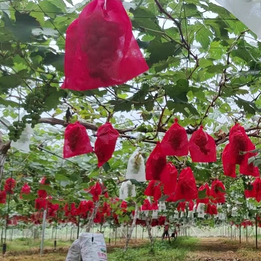 无纺布葡萄套袋防虫防鸟防雨水果袋套葡萄专用无纺布袋水果保护袋