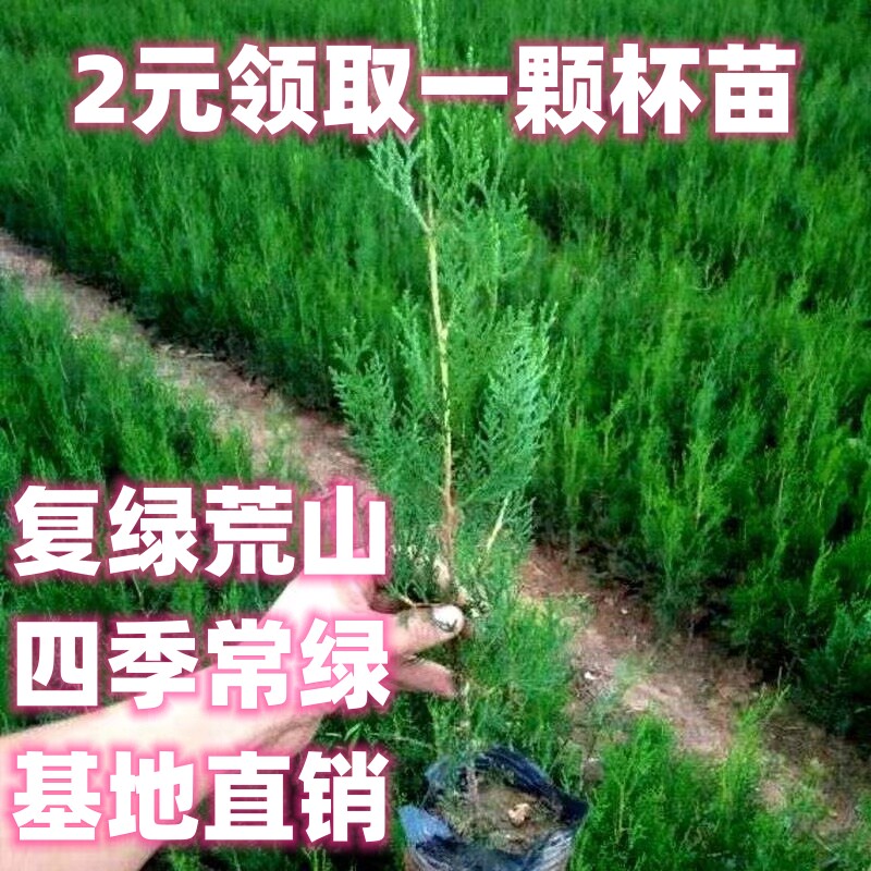 四季常绿侧柏树苗塔松图片
