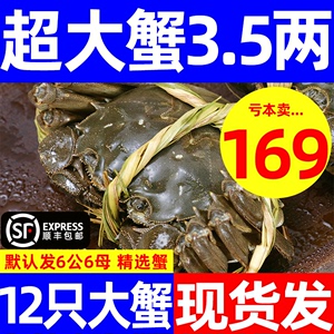 活蟹12只大闸蟹螃蟹鲜活公母特大海鲜水产河蟹阳澄湖镇官方旗舰店