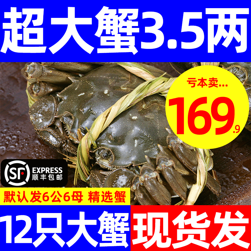 活蟹12只大闸蟹螃蟹鲜活公母特大海鲜水产河蟹阳澄湖镇官方旗舰店