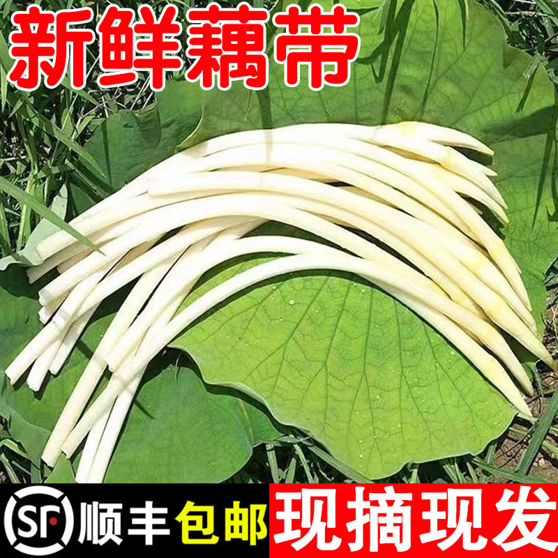 藕带新鲜当季的藕杆藕尖食用蔬菜旱藕梢野生洪湖莲藕肠子现挖3斤