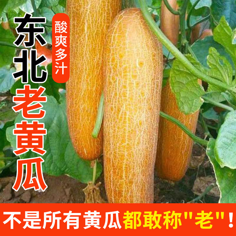 东北老黄瓜种现摘麻皮农村正宗黄色的老黄瓜新鲜蔬菜特产小吃凉菜