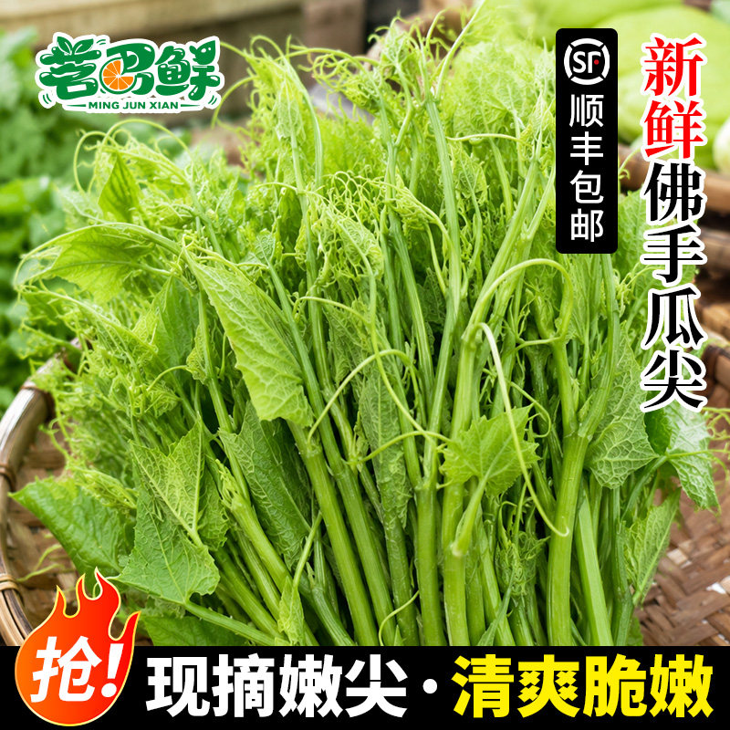 贵州蔬菜佛手瓜尖龙须菜新鲜佛手瓜苗特产野菜凉拌菜当季洋丝瓜尖