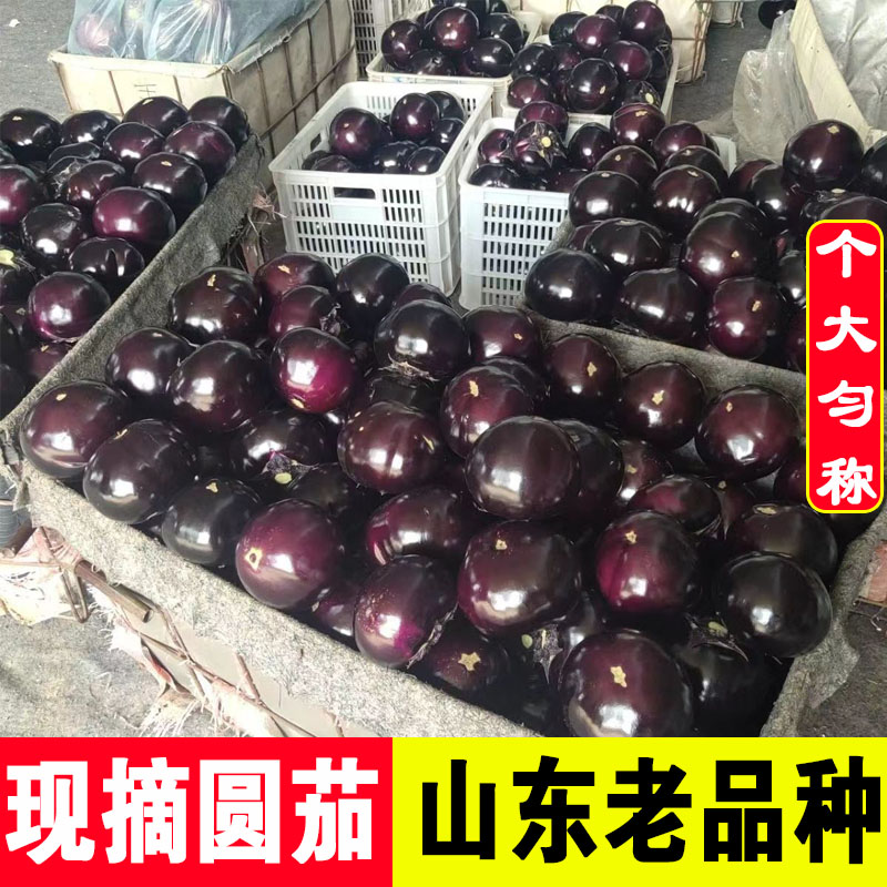 山东圆茄子新鲜现摘5斤蔬菜配送批发 紫圆茄子紫色皮当季青菜农家