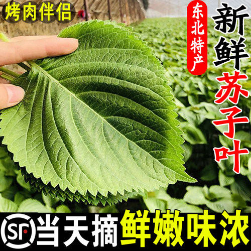苏子叶新鲜现摘紫苏叶烤肉食材