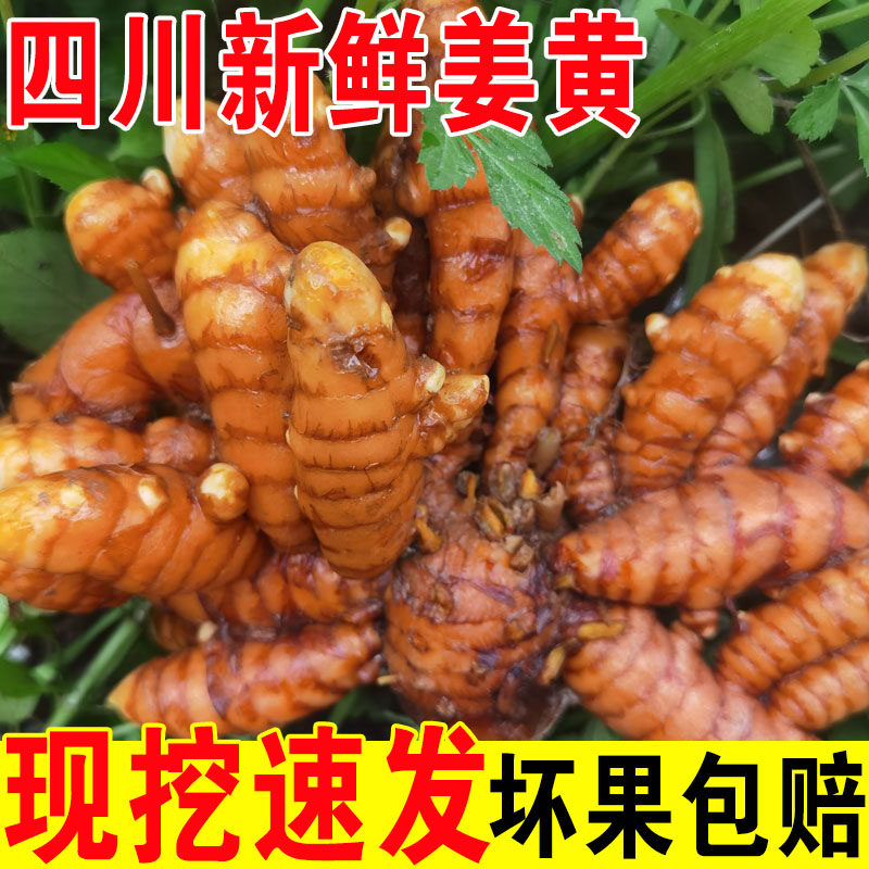 姜黄新鲜现挖小黄姜野生姜黄素含量高咖喱黄粉月子姜老姜广西农家