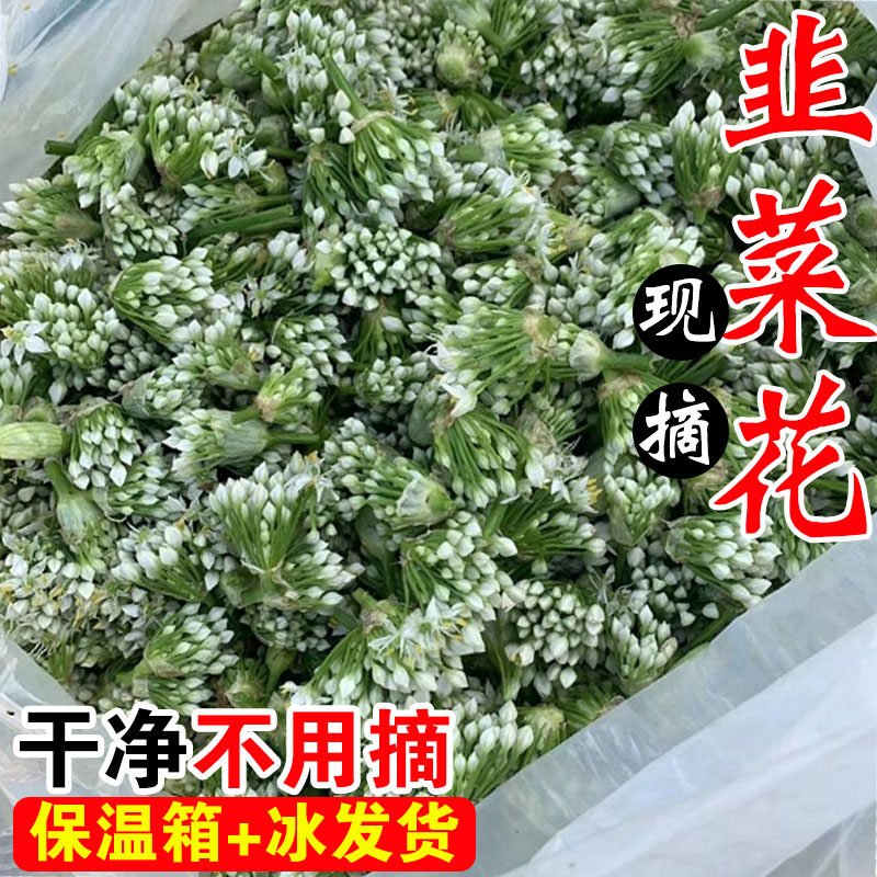 新鲜韭菜花现摘的山东老式头茬野生嫩韭花肚包肉天然骨朵应季正宗