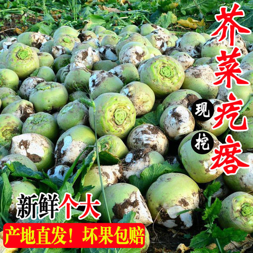 芥菜疙瘩新鲜现挖腌制芥头大头菜