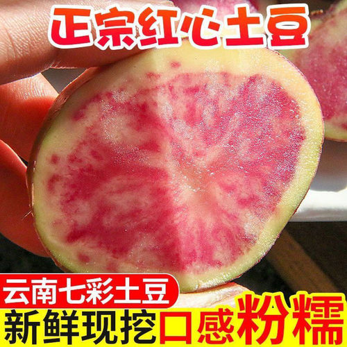 云南七彩土豆现挖现发粉糯香甜