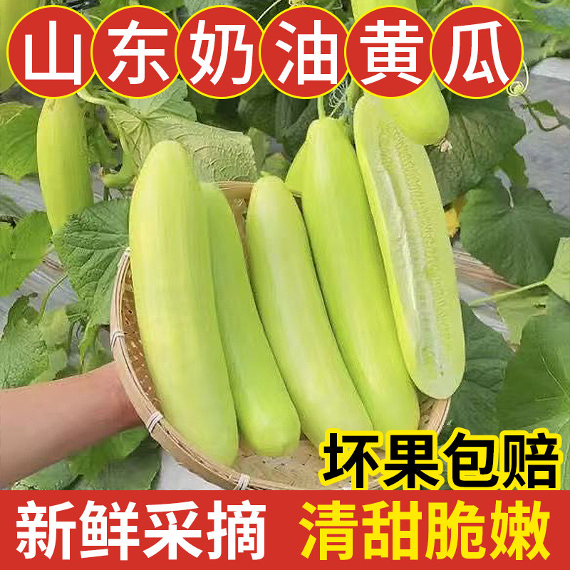 白玉黄瓜现摘山东奶油黄瓜新鲜图片