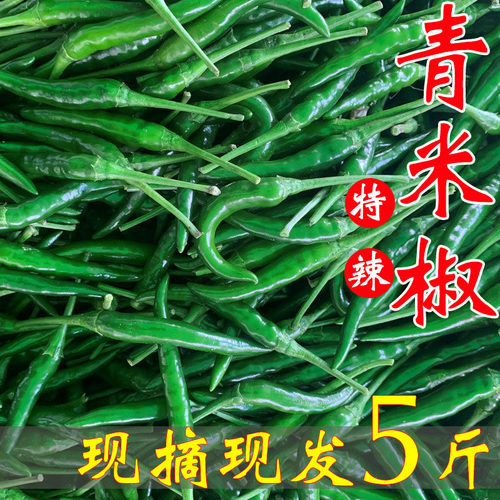 青小米辣椒新鲜尖椒农家朝天椒