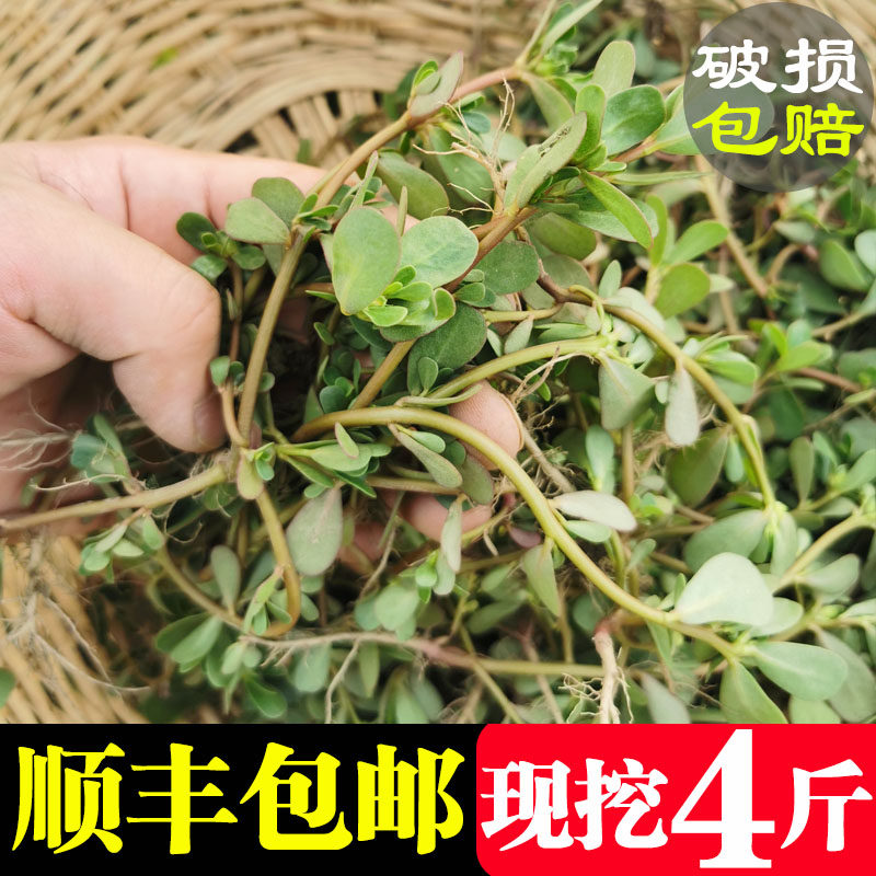 马齿苋新鲜野生食用现挖农家野菜马生应季蔬菜包邮马齿笕菜马蜂菜