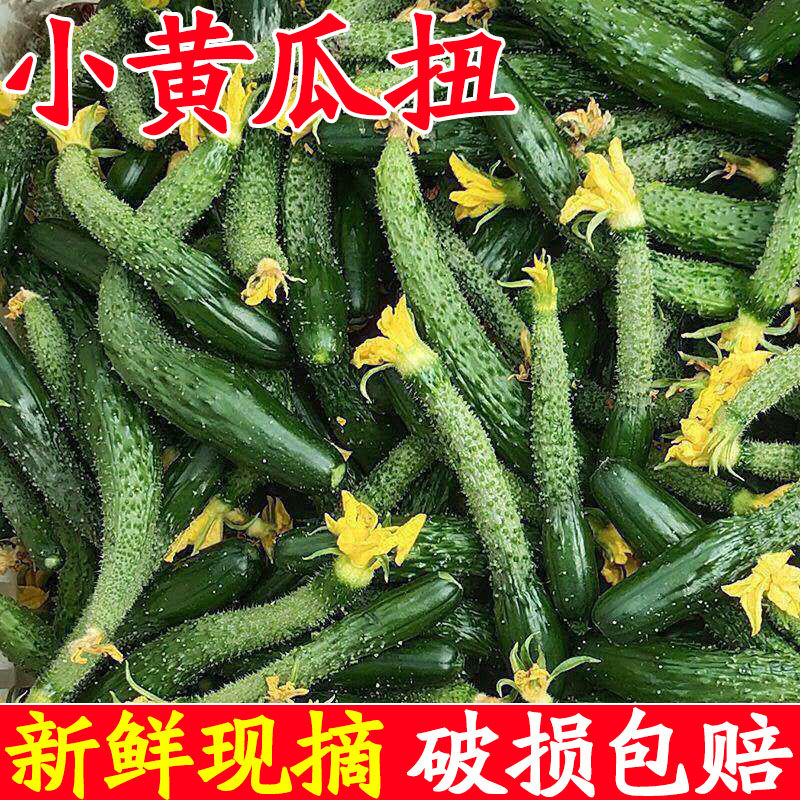 黄瓜扭山东迷你小黄瓜新鲜纽手指粗妞子腌嫩黄瓜芽超小青瓜仔蔬菜