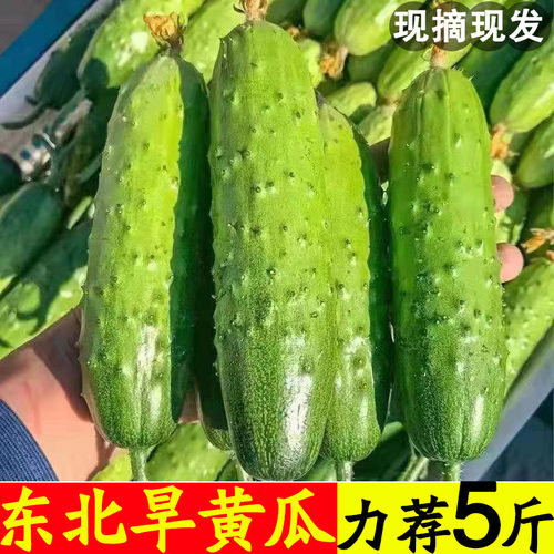 新鲜现摘水果小黄瓜东北旱黄瓜