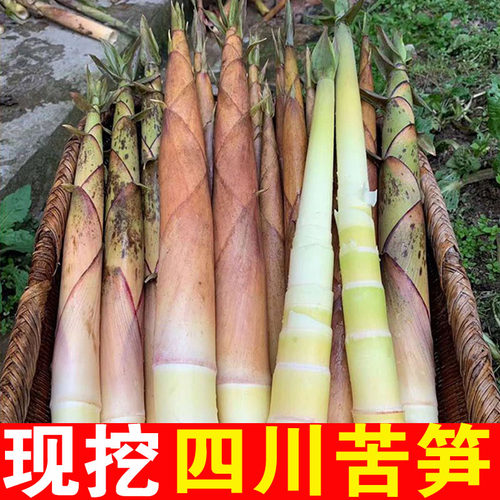 苦笋新鲜现挖包邮四川宜宾苦竹笋