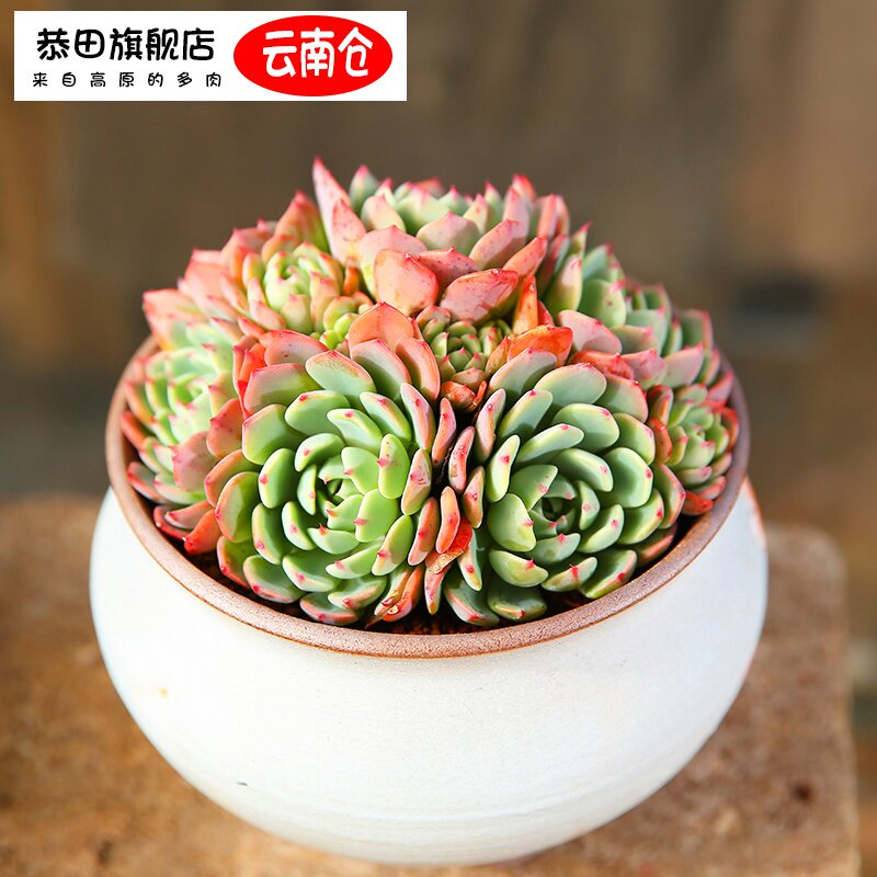 云南直发娜娜小勾群生多肉植物组合盆栽多肉老桩肉肉植物巨型超.