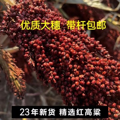 带壳高粱米整株叶杆根1鸟