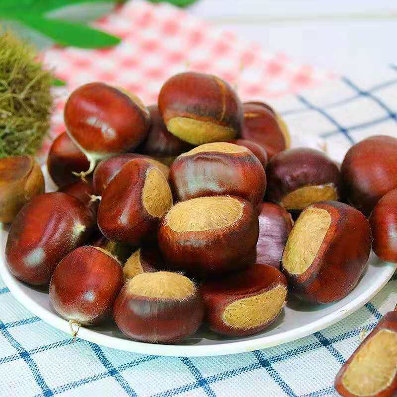 沂蒙山板栗新栗子油栗新鲜板栗油栗黄心板栗现货生鲜批发