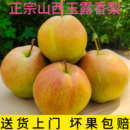 送货上门正宗山西玉露香梨脆甜多汁新鲜应季 水果一级果净重5斤9斤