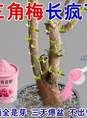 三角梅催花开花粉促芽剂催光杆发芽治黄叶落叶枯萎壮根助肥料
