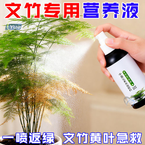 文竹专用营养液黄叶急救一喷绿
