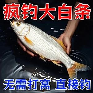 专钓白条鱼小药野钓白条餐条翘嘴马口鱼食促食剂窝料添加剂开口剂