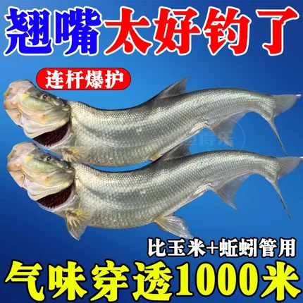 翘嘴狂提饵料添加剂翘嘴专用小药野钓黑坑钓大翘嘴专用饵料诱鱼剂