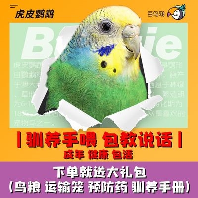 虎皮鹦鹉宠物活鸟已训练会说话成年非幼鸟大头云斑活物送鸟粮鸟笼