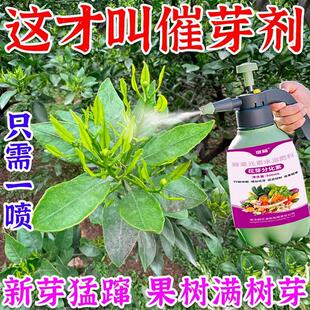 果树专用催芽剂破休眠催芽发枝花芽分化促花保果细胞分裂素猛增产