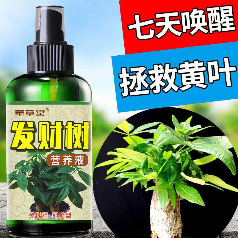 【不再枯黄】发财树营养液叶子发叶面肥