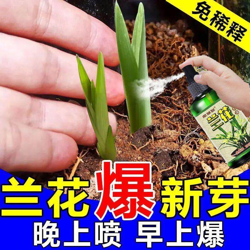兰花专用营养液免稀释生根芽
