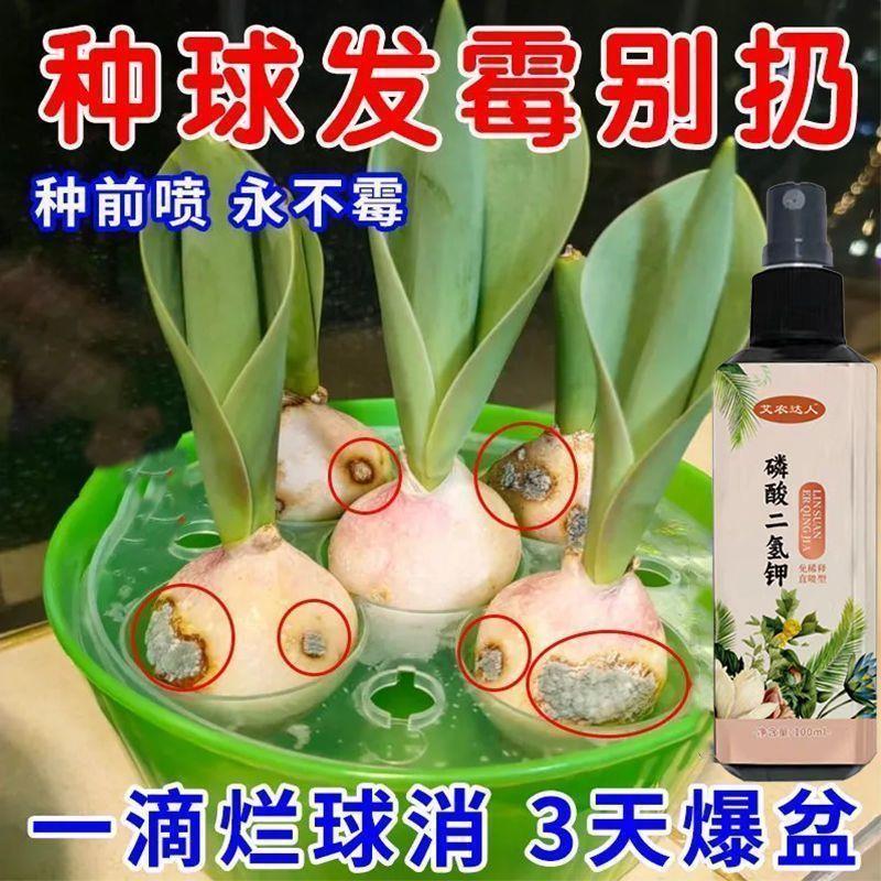 【发霉急救】郁金香水培营养液专无机肥