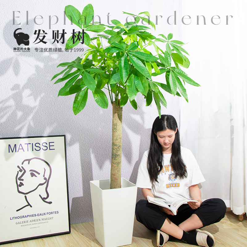 种花的大象发财树盆栽客厅落地室内大型绿植物四季常青送货上门