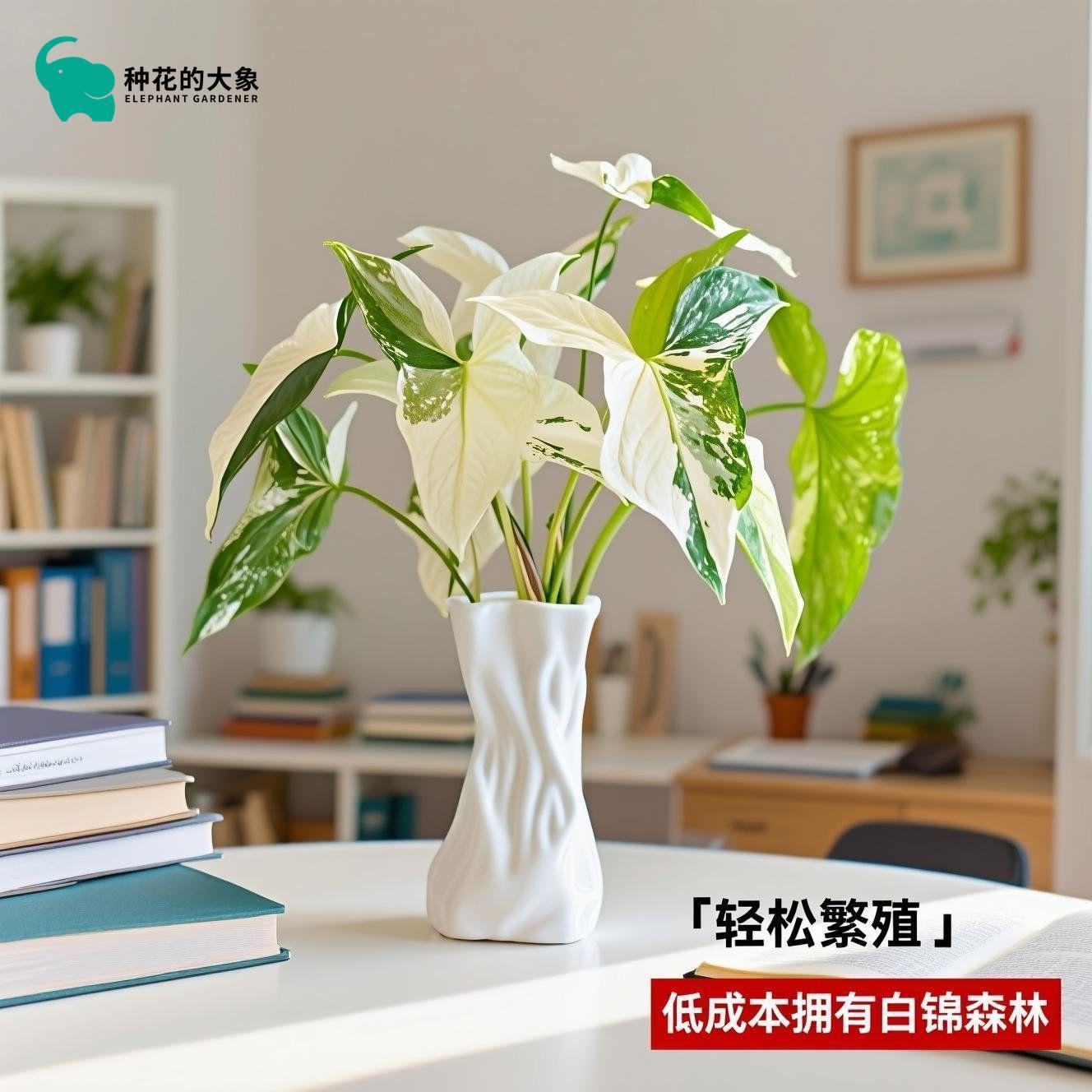 合果芋白锦精灵水培净化空气懒人好养桌面植物花卉绿植盆栽室内