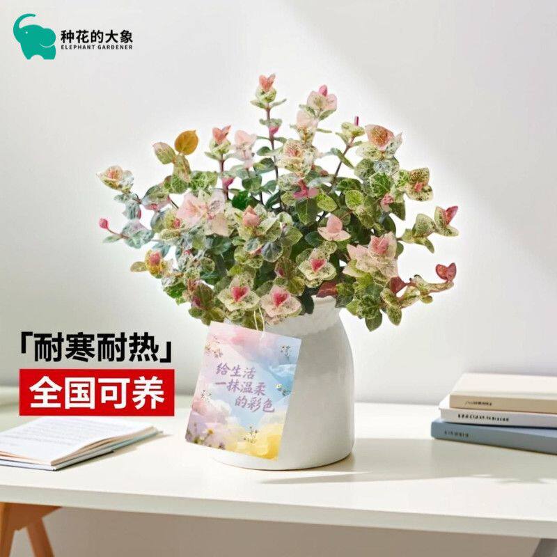 花叶络石彩叶盆栽绿植室内垂吊五彩阳台可养庭院耐寒观叶花卉植物