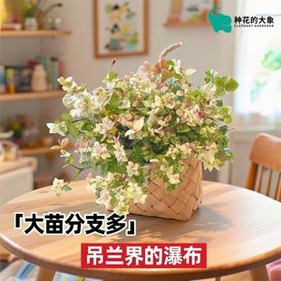 花叶络石钻石翡翠四季彩叶阳台可养耐寒植物花卉垂吊绿植盆栽室内