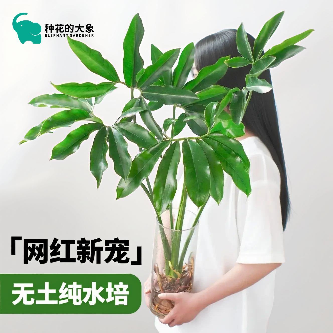 水培印第安羽毛蔓绿绒盆栽绿植室内客厅北欧网红懒人好养观叶植物