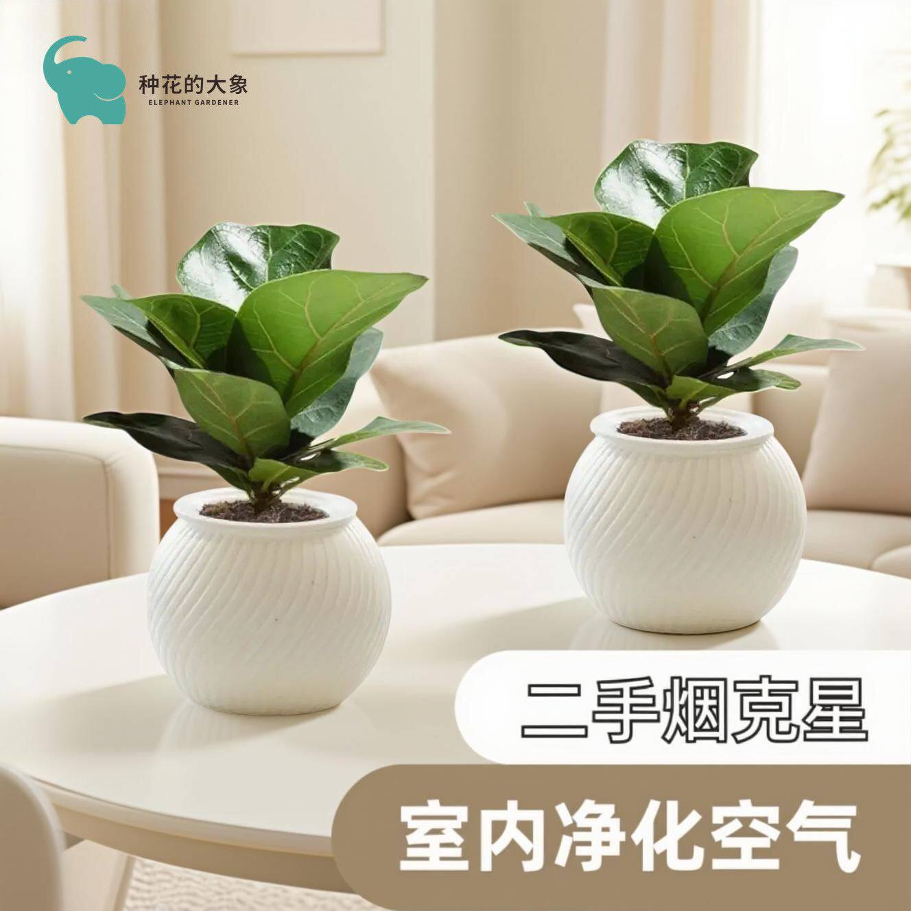 芭比琴叶榕室内必备强力净化除甲醛四季常青绿防辐射植简单易养活