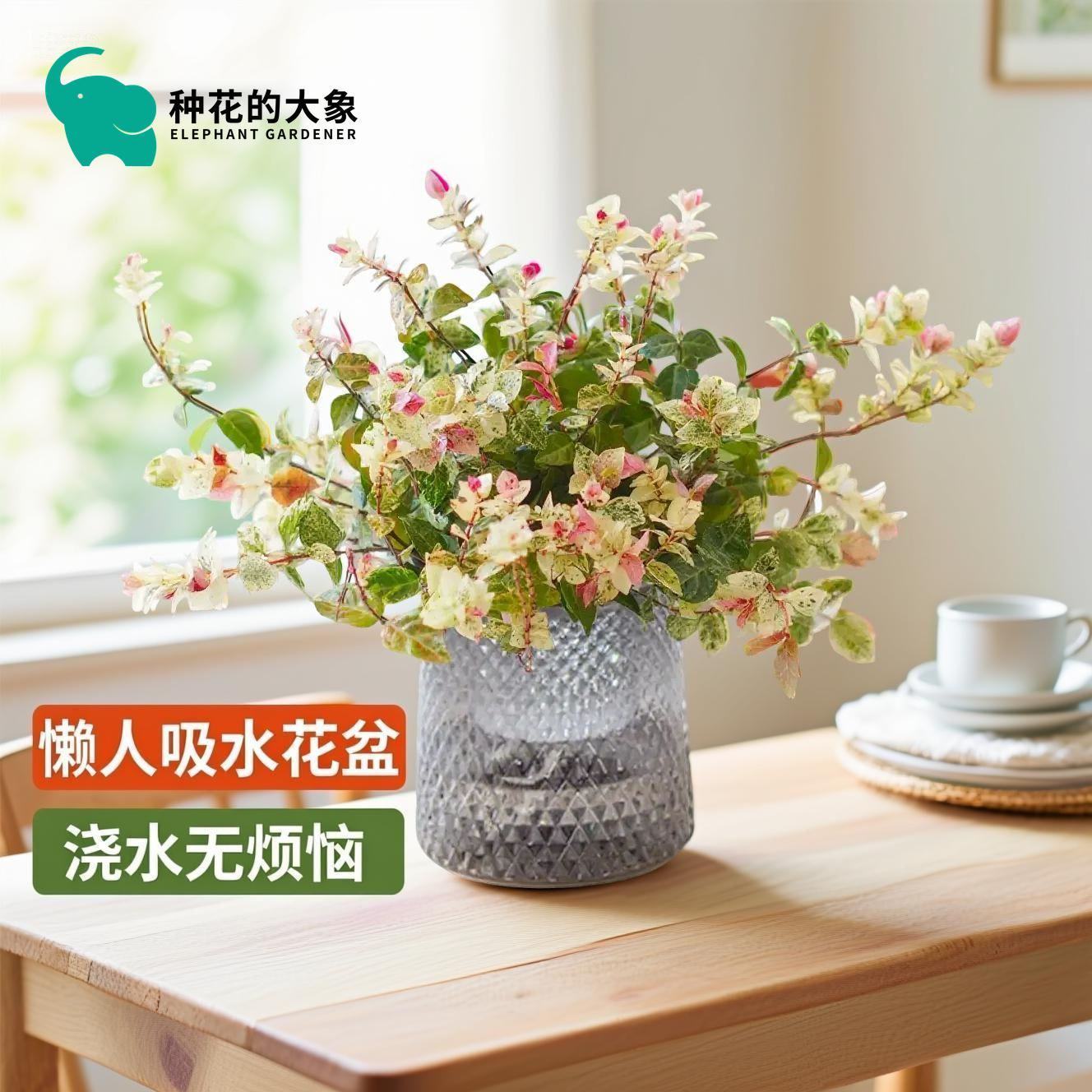 花叶络石彩叶盆栽绿植室内阳台垂吊耐寒净化空气桌面观叶花卉植物