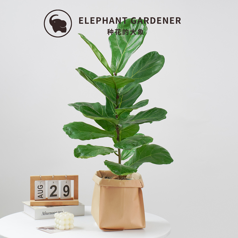 琴叶榕客厅盆栽四季常青