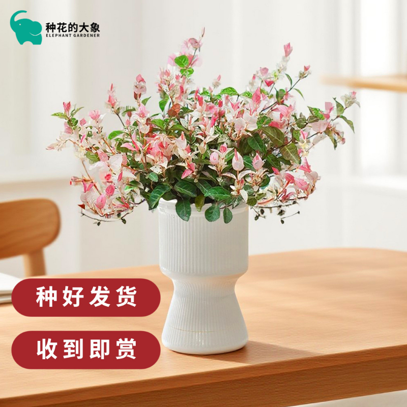 花叶络石彩叶垂藤桌面绿植空气净化四季常青懒人好养花卉绿植,鲜花速递/花卉仿真/绿植园艺,绿植,淘宝优惠券,粉丝福利购,淘宝优惠卷