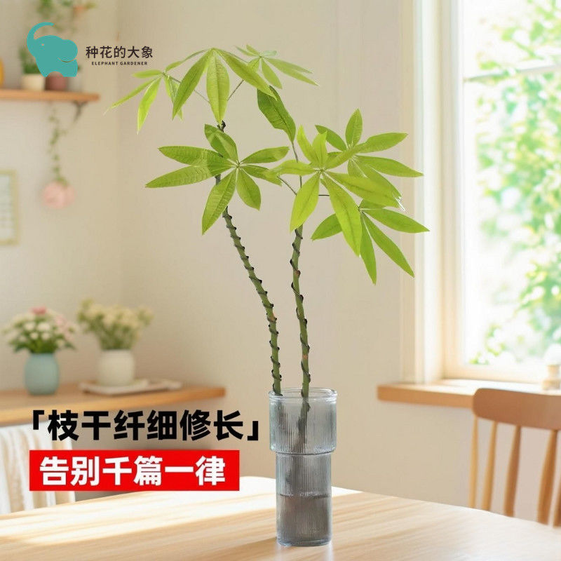 水培龙猫伞发财树盆栽净化空气绿植室内桌面植物四季常青八方来财