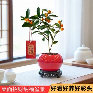 金豆金钱桔盆栽小金桔树带果年桔办公室客厅桌面盆景乔迁之喜盆栽