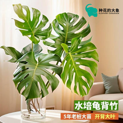 龟背竹水培超大叶四季常绿懒人好养绿植观赏大型网红绿植盆栽室内
