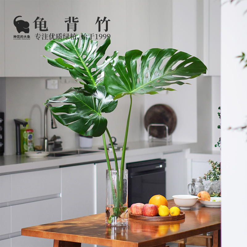 水培植物龟背竹室内四季常青