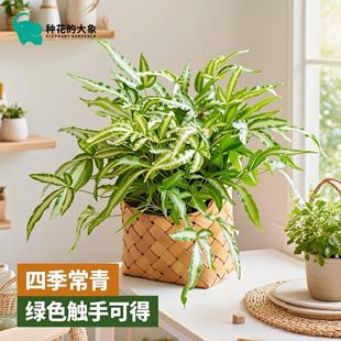 波士顿蕨银线蕨阿波线蕨垂吊蕨类植物四季 常青好养绿植盆栽室内