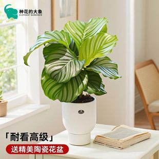 青苹果青纹翠叶竹芋植物客厅四季好养桌面净化空气盆栽绿植室内