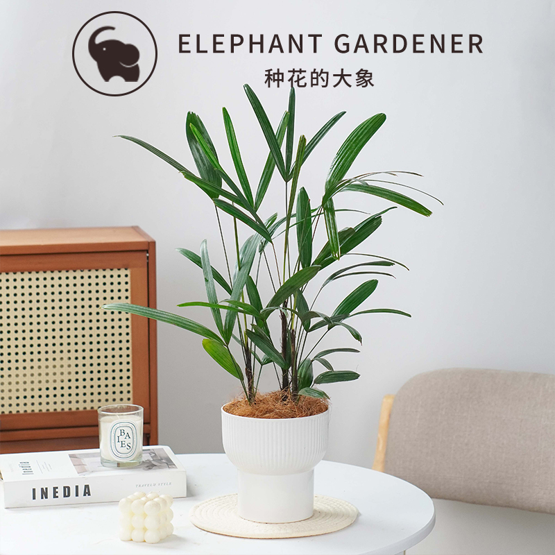 棕竹可土培可水培居家观赏绿植